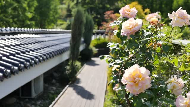 Rose flower summer