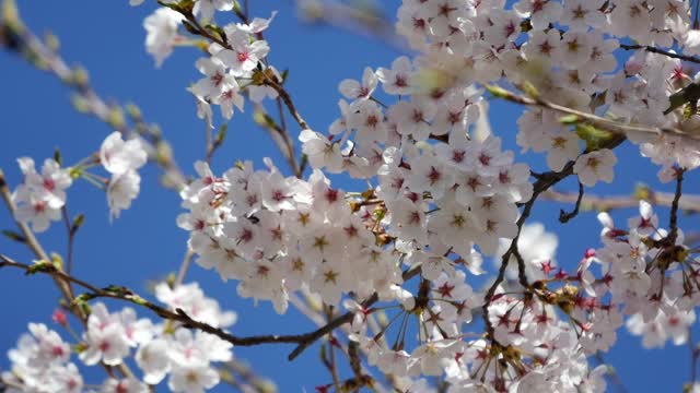 Cherry flowers spring cherry blossom