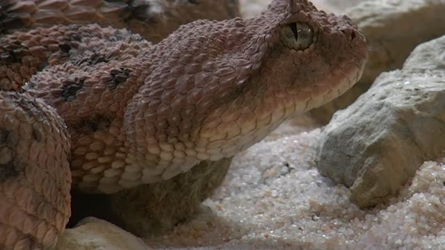 Viper snake reptile