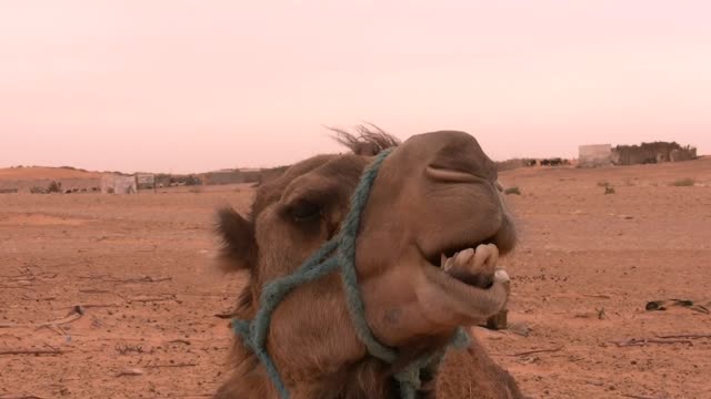 Camel desert tataouine