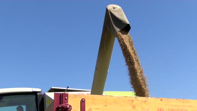 Grain harvester combine harvester