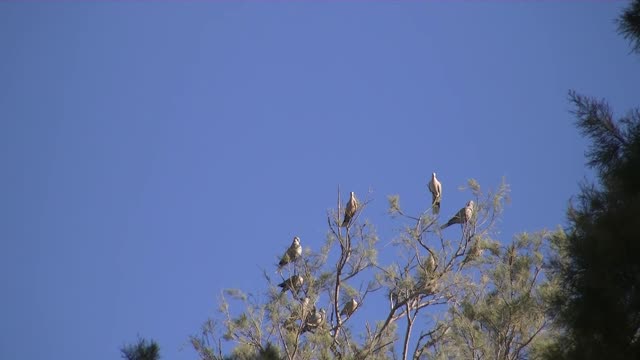 Anatwell dove bird