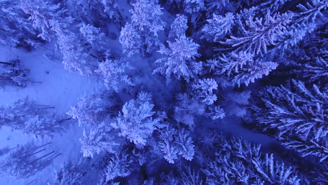 Snowy trees above winter