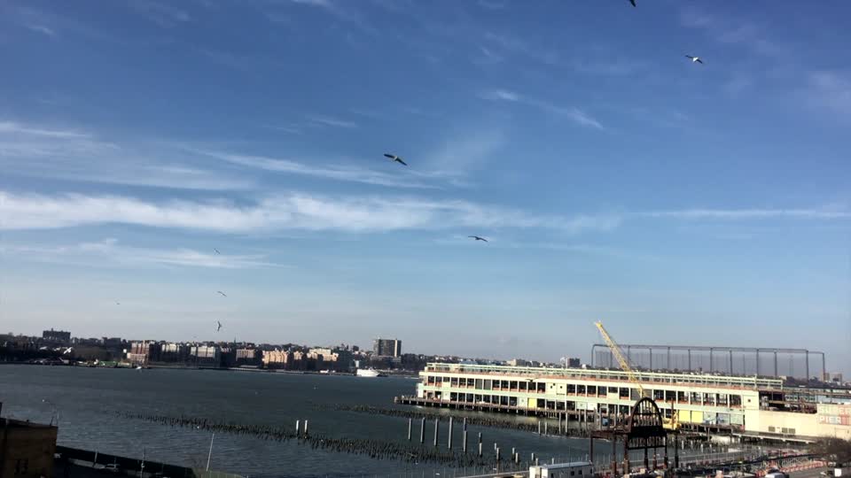 Seagulls flock coast