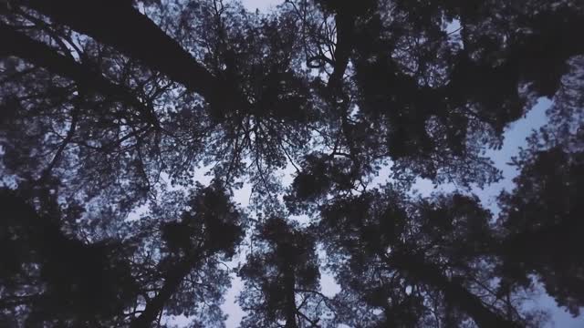 Forest trees clearing