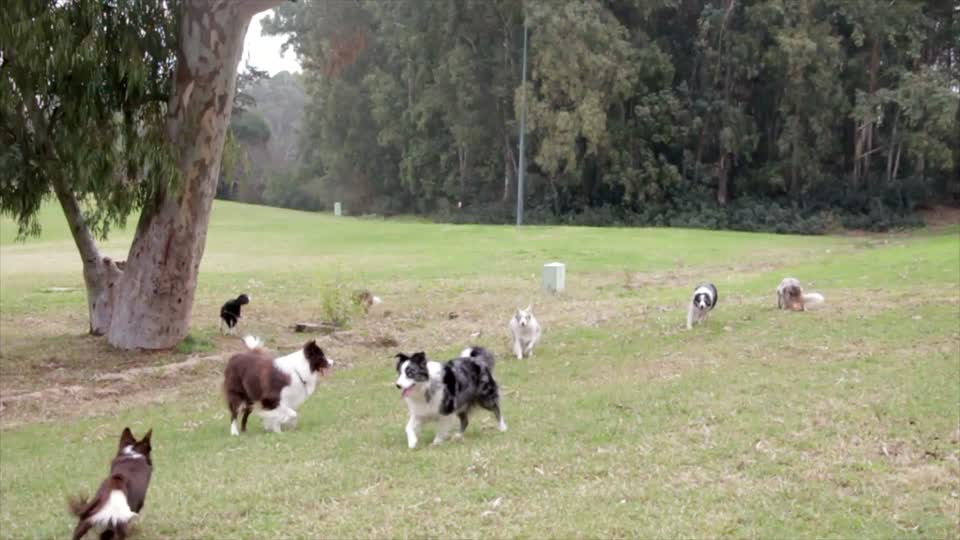Border collies dogs pets