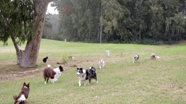 Border collies dogs pets