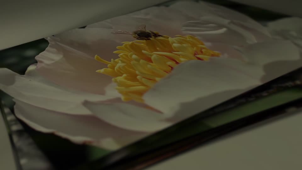 Flower spring gallery