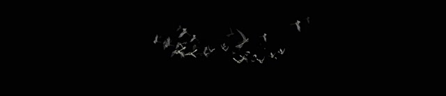 Birds flock flight