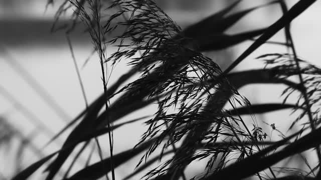Reeds in the wind near a pond