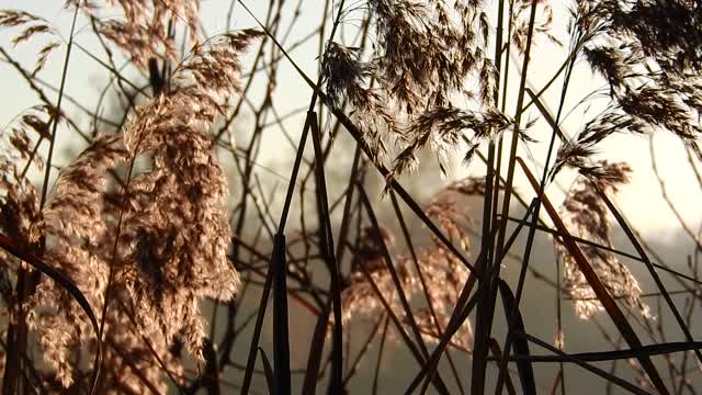 Reed reeds by the water