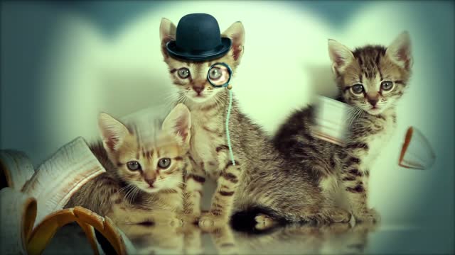 Cats kitty pets