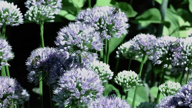 Flowers bees vosges
