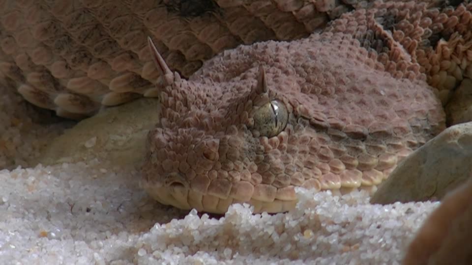 Viper snake animals