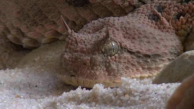 Viper snake animals