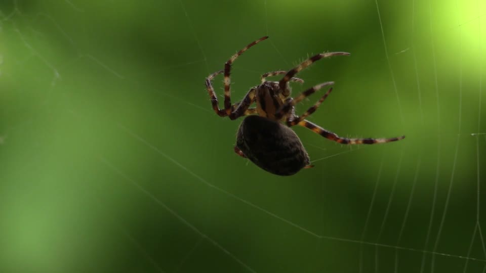 Araneus spider spider web