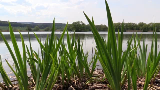 Pond water nature
