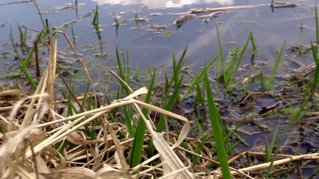 Pond water nature