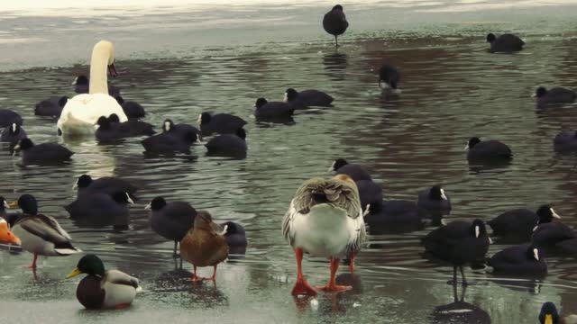 Birds pond frozen