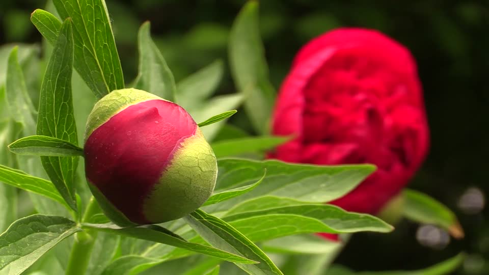 Peony flower shrub