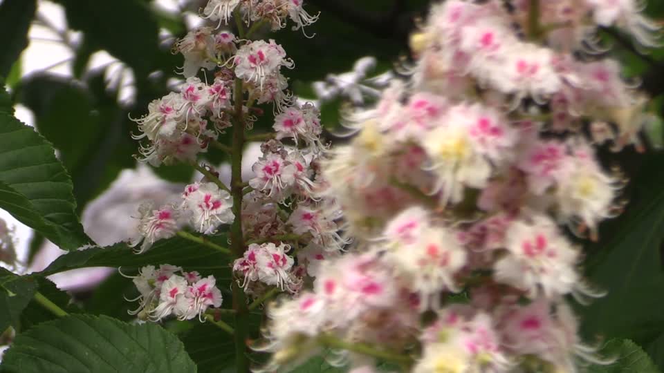Chestnut blossom chestnut spring