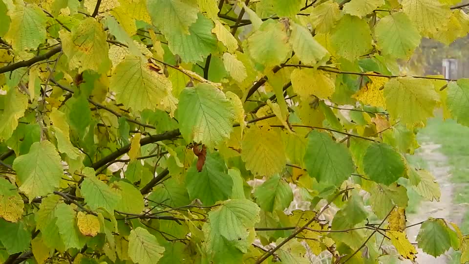 Fox leaves autumn leaves