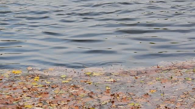 The leaves on the water surface water