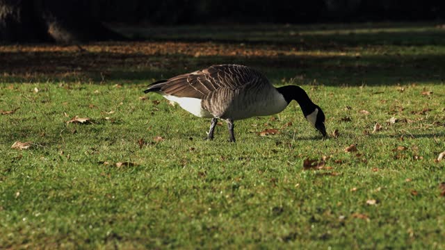Goose moorhen birds