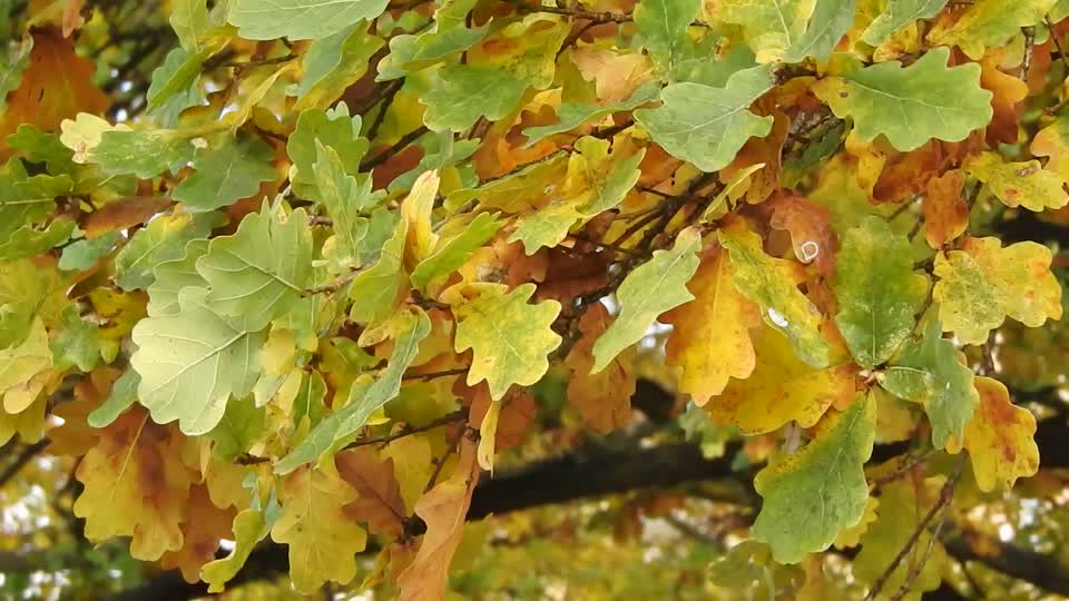Oak oak leaves leaves in the wind