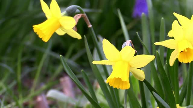 Easter bell spring garden