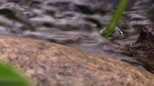 Frog water pond