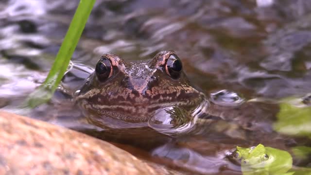 Frog water pond