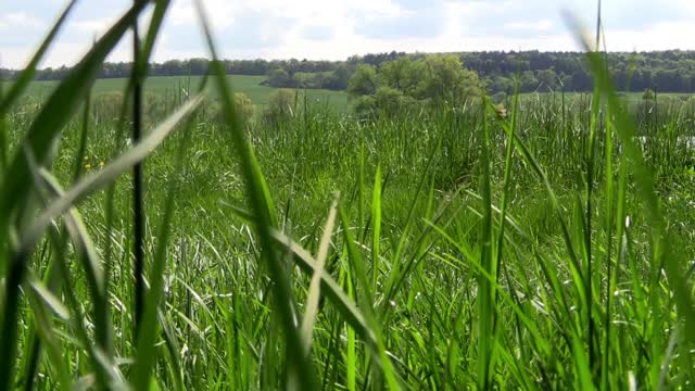 Pond grass water