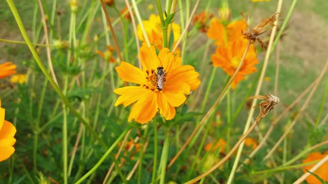 Flower bee nature