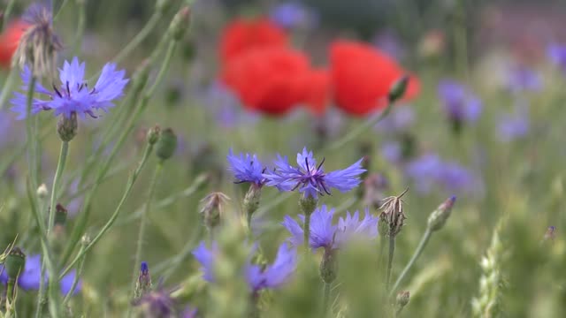 Poppy corn poppy cornflower