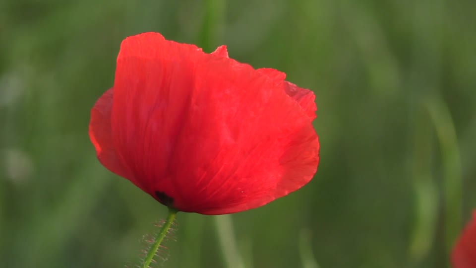 Poppy corn poppy summer