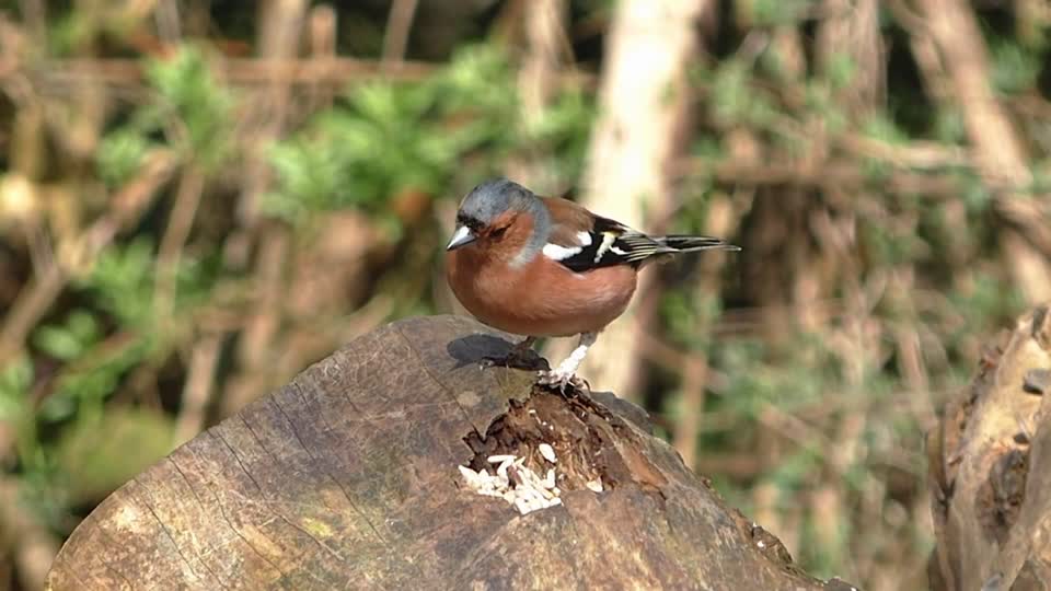 Finch bird chaffinch