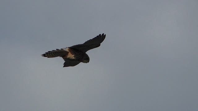 Kestrel bird nature