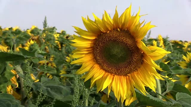 Sunflower summer sunflower field