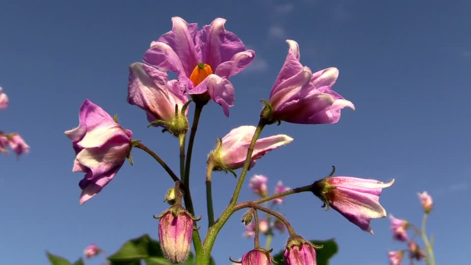 Potato blossom flower purple