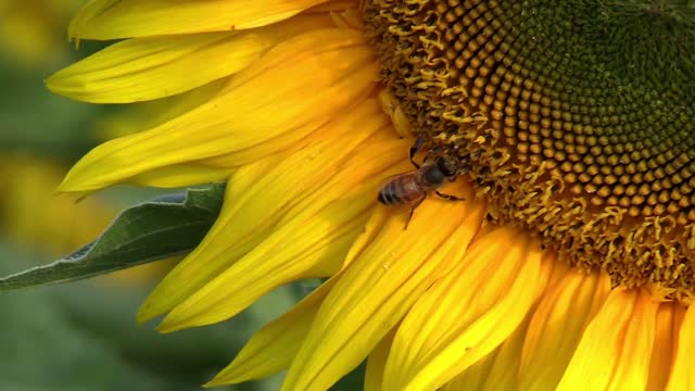 Sunflower sun flower bee