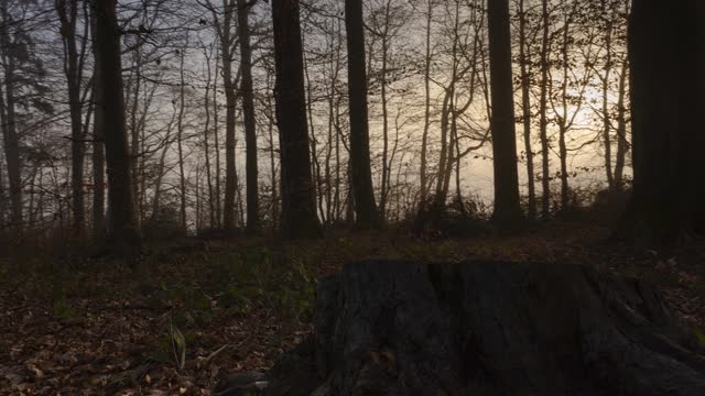 Fog trees mood