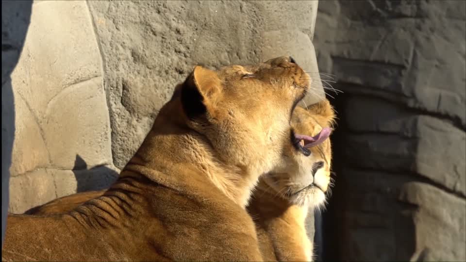Lion hagenbeck yawning