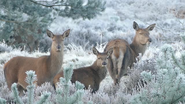 Reindeer deer animals