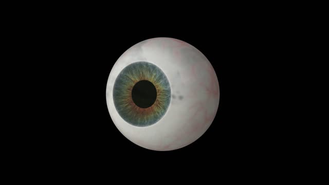 Eyeball eye anatomy