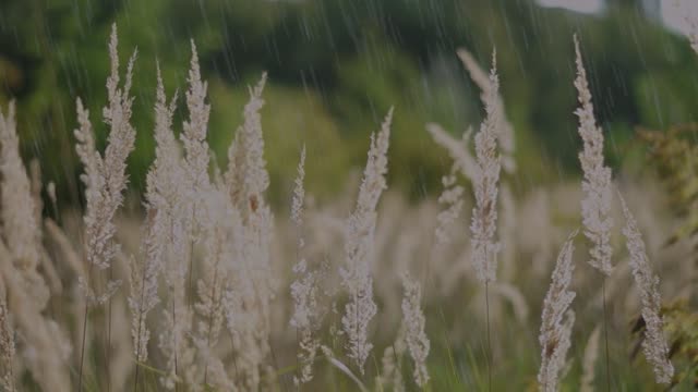 Rain field wind