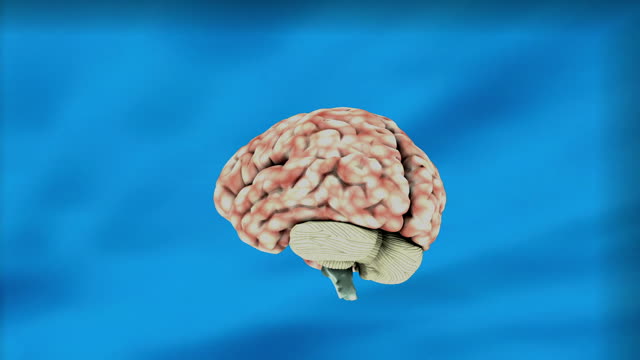 Brain education science