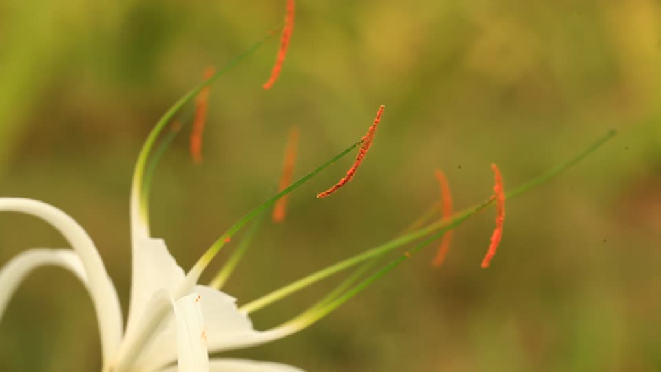 Flower anther flora