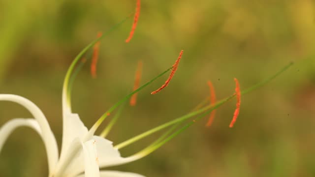Flower anther flora