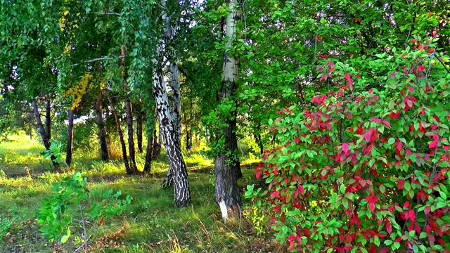 Autumn siberia birch
